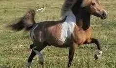 母马交配视频,自然繁衍的震撼瞬间