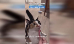 小猫的视频,小猫视频集锦